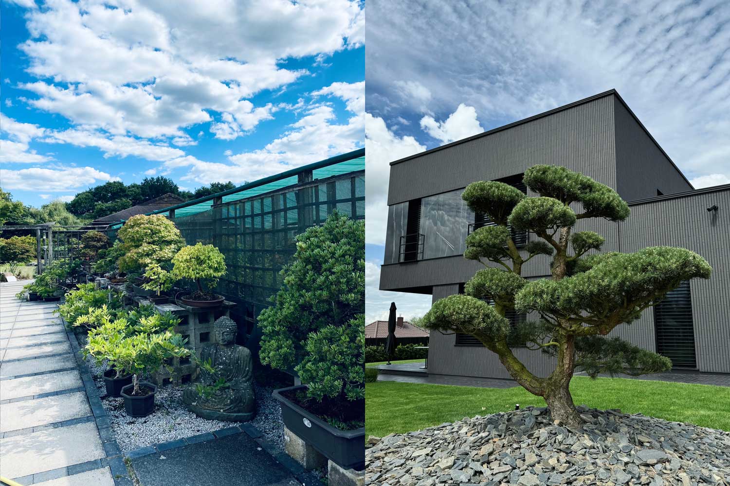 Bonsai vs Niwaki: Key Differences in Japanese Tree Art  Prestige Garden  Studio