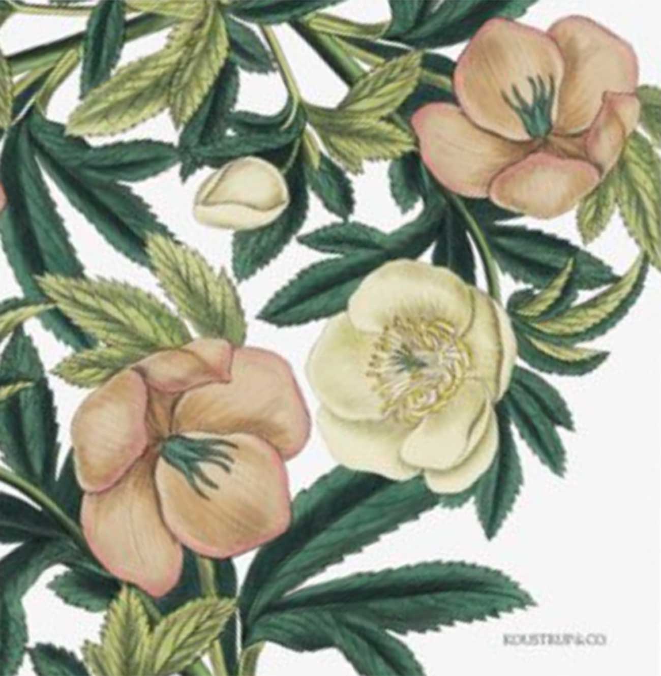 Servetėlės iš perdirbto popieriaus Helleborus (20 vnt.)