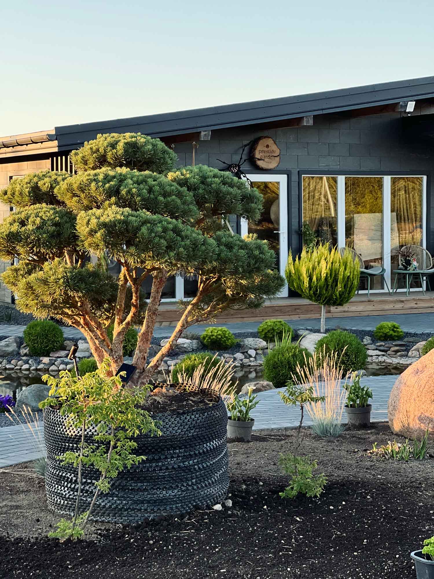 Unlock the Beauty of Niwaki Trees: Your Guide to Elegant Garden Landscaping - Prestige Garden Studio