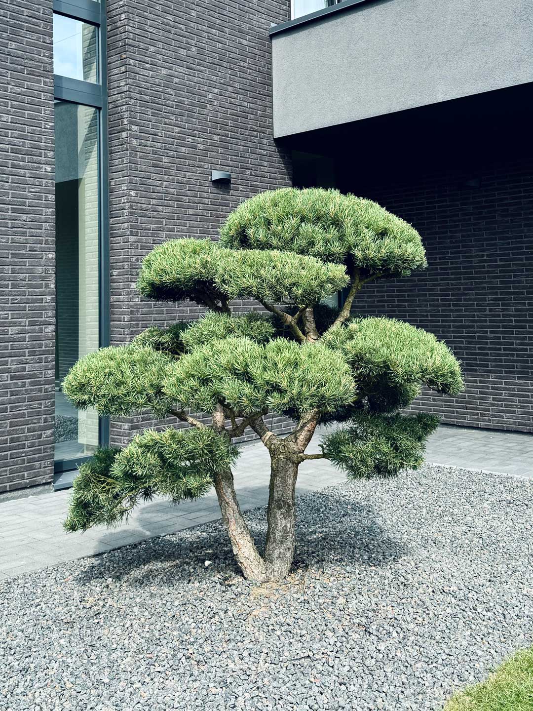 Japanese Niwaki Tree Pruned Garden