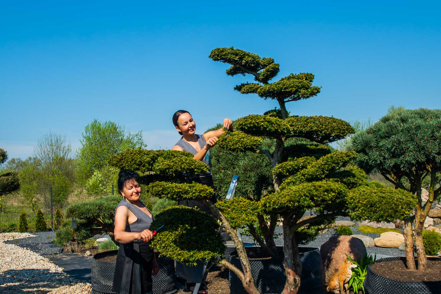 Japanese style pruning niwaki tree outdoor