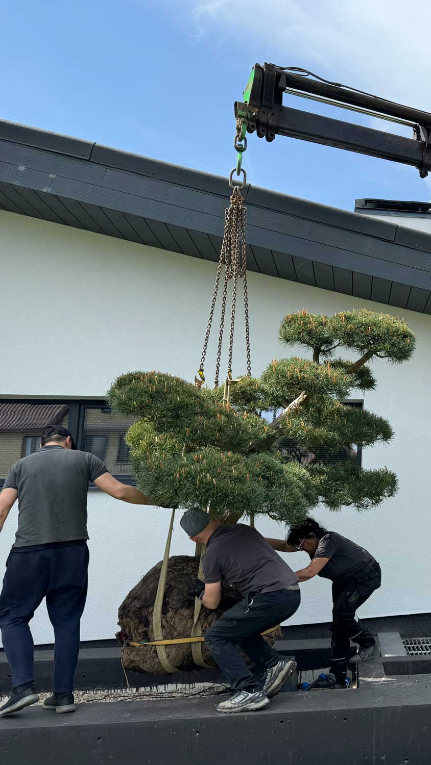 Your First Niwaki Tree – Prestige Garden Studio