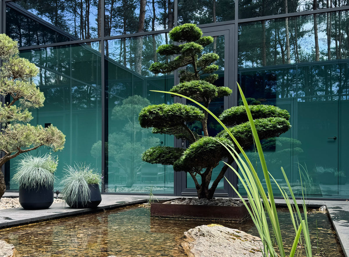 Niwaki Tree Modern Courtyard