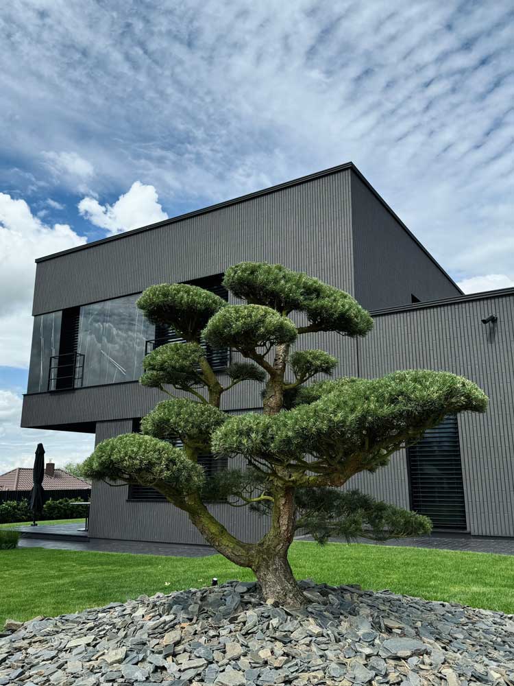 Niwaki-Tree-Modern-House