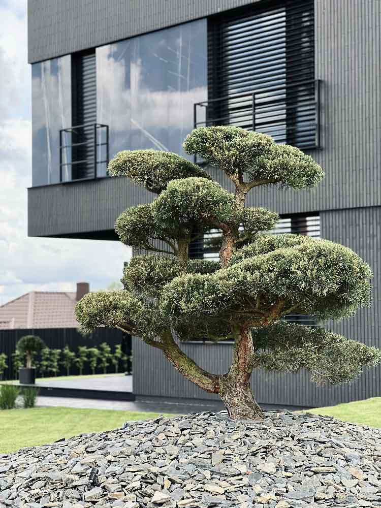 Niwaki Trees – Prestige Garden Studio