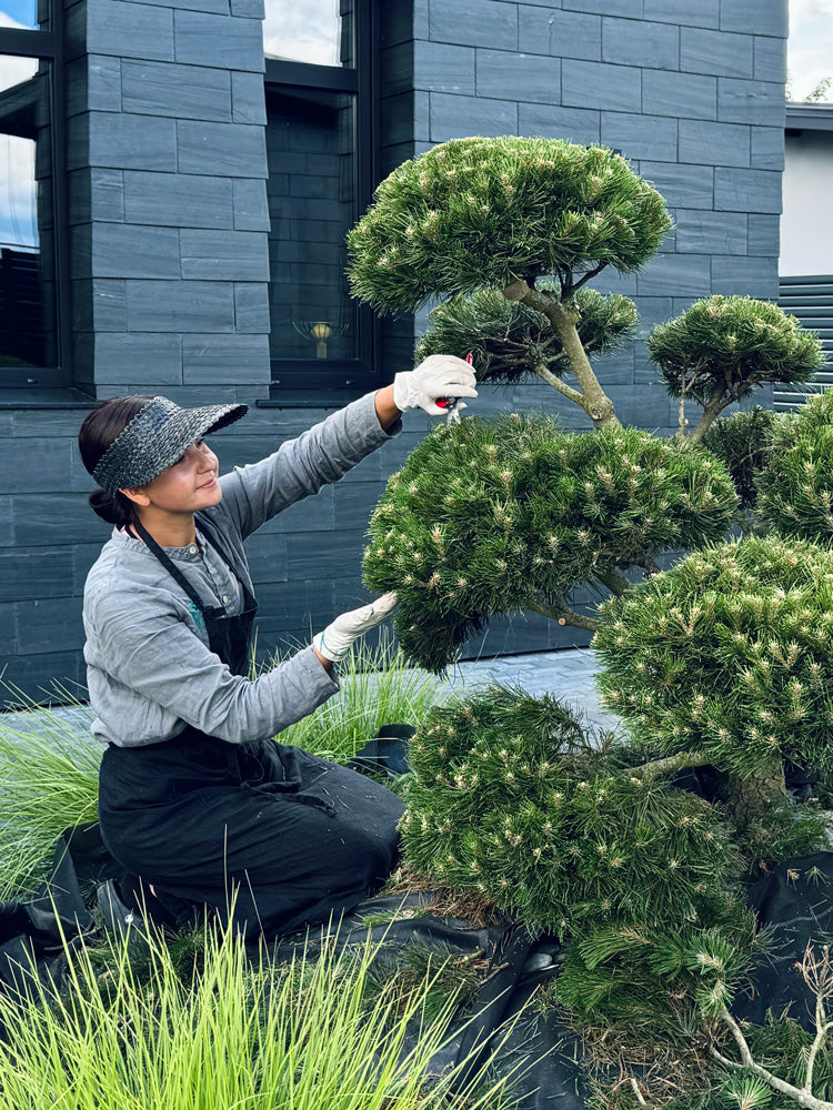 Niwaki Tree Pruning Bonsai Expert