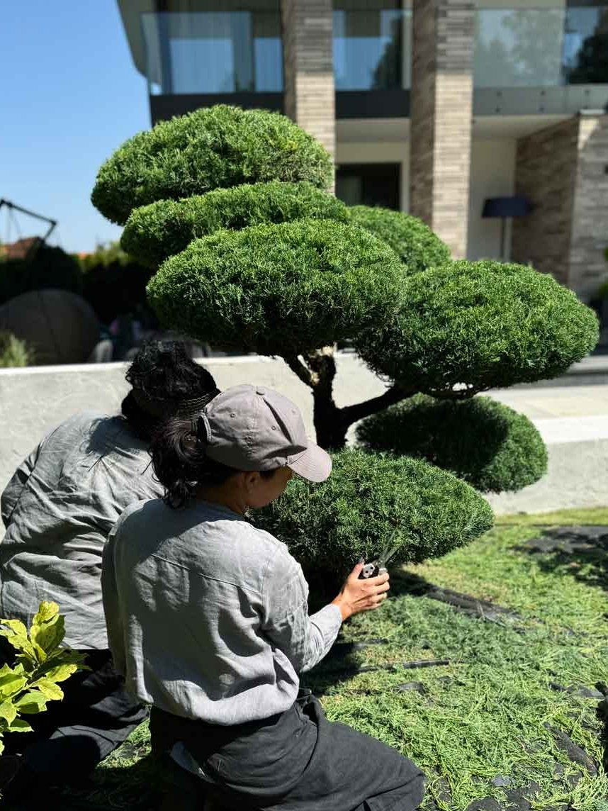 Niwaki Tree Pruning Summer