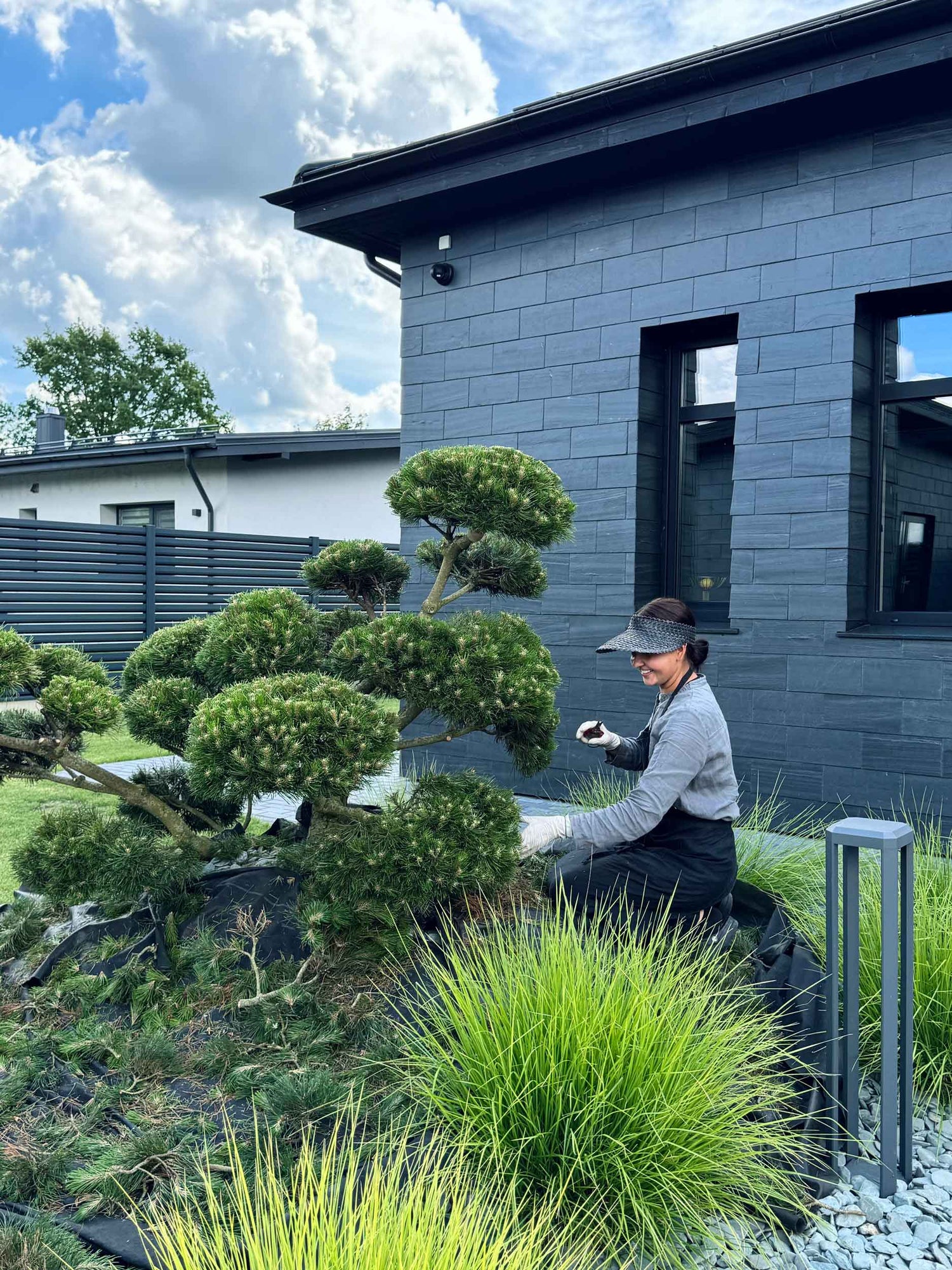 Niwaki Tree Pruning & Shaping