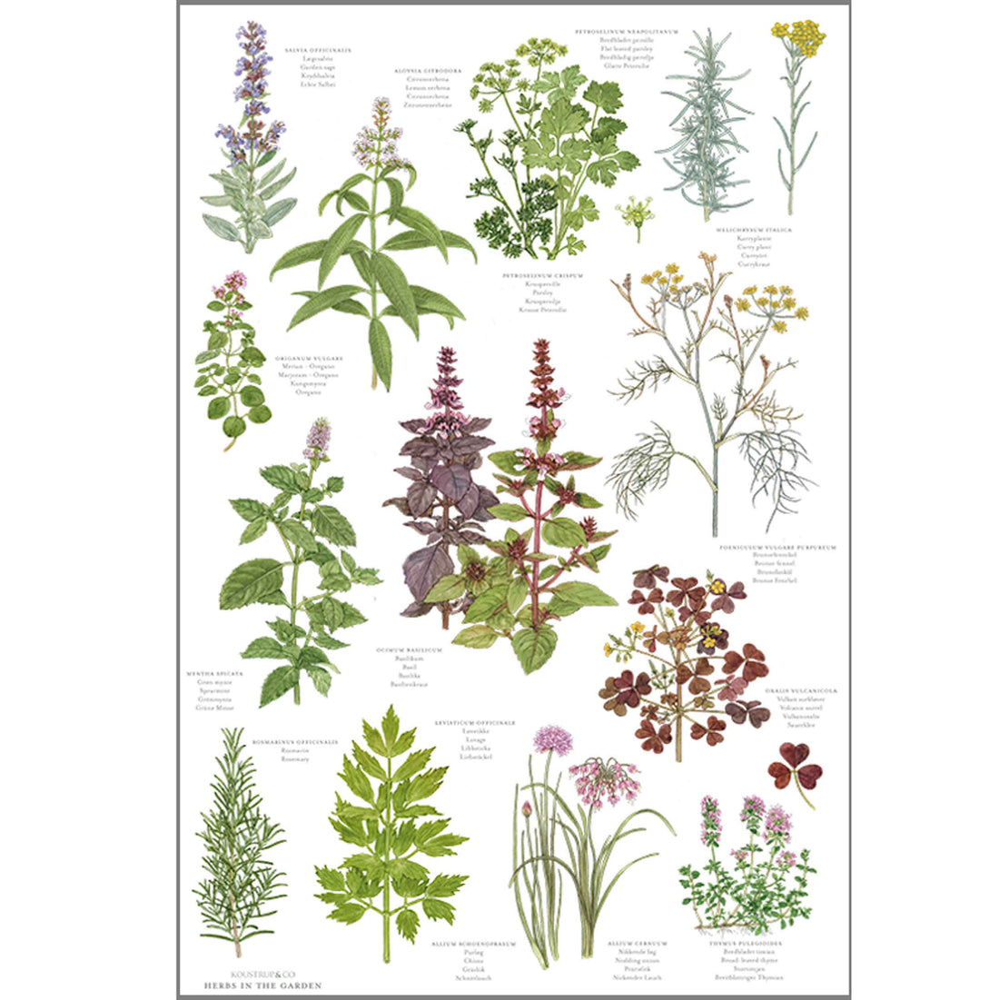 Organic Tea Towel - Herbs