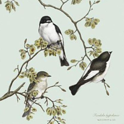 Pied Flycatcher Recycled Paper Napkins - Made in Europe, 20 pcs