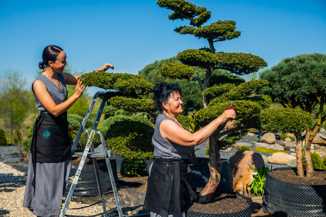 Free Niwaki Tree Consultation